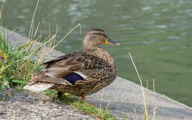 Krydsord på farten: Apps og digitale værktøjer til ordjægere